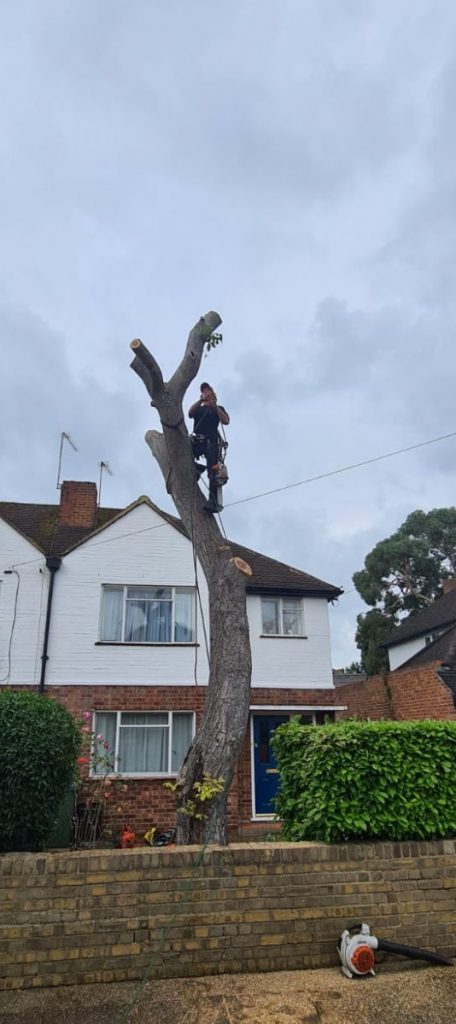 Tree Felling & removal Service
