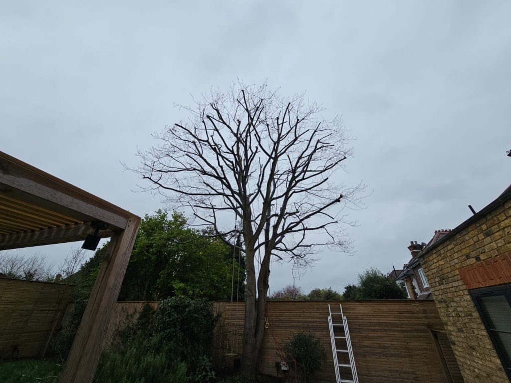 Pruning Service