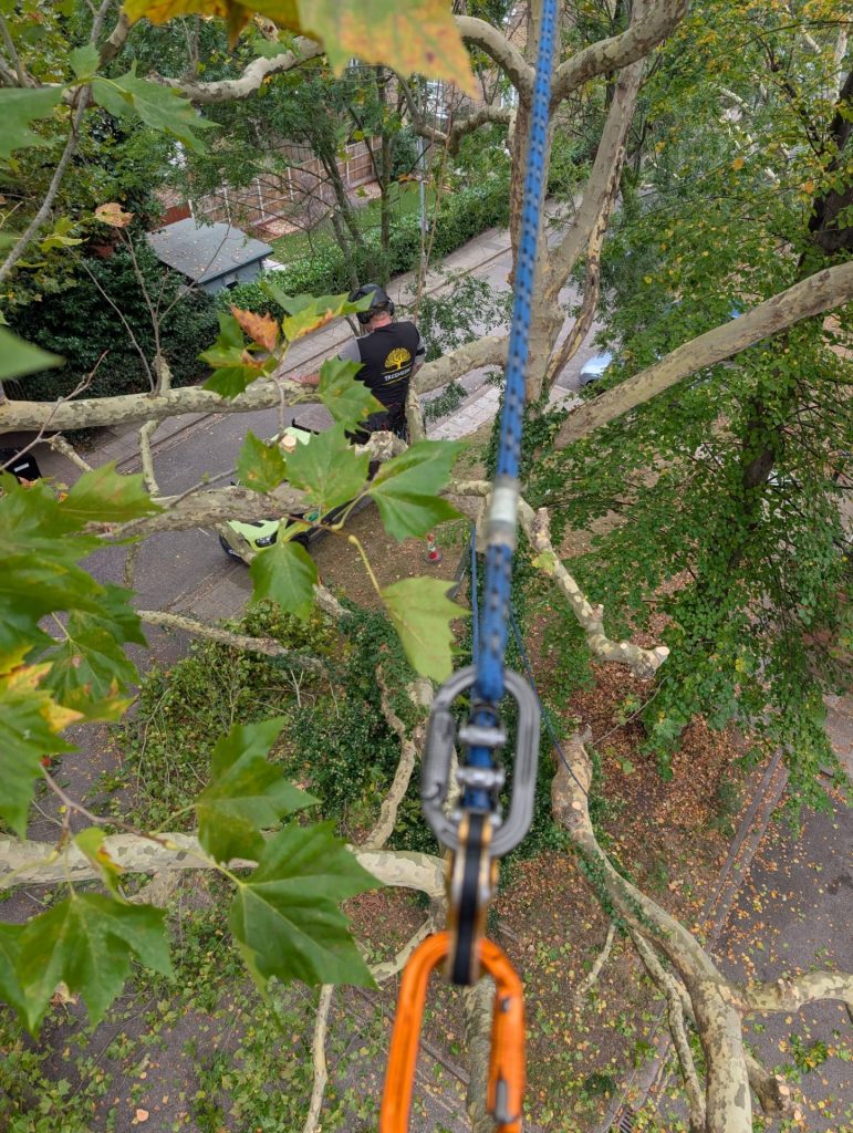 treemedic - tree surgeons in Cobham
