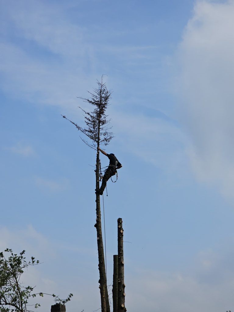 tree surgeon in walton on thames