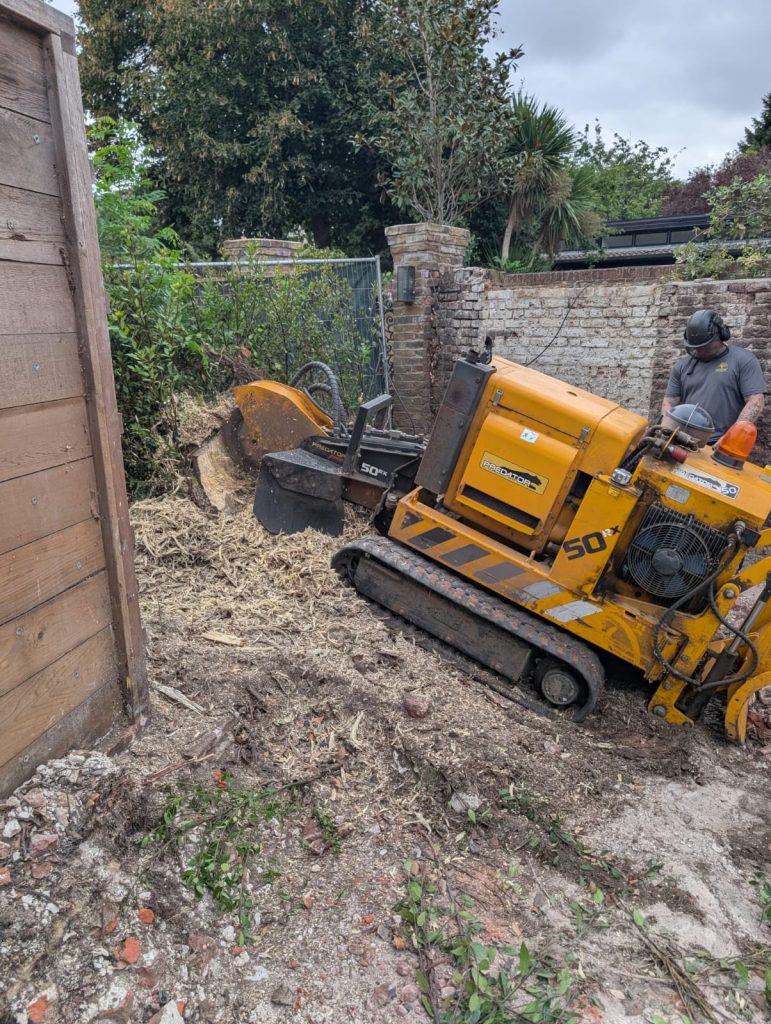 tree surgeon in Shepperton stump grinding