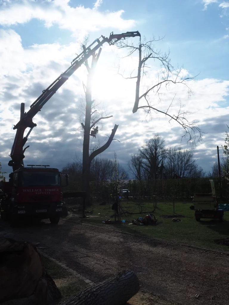 Tree Felling & Removal by Treemedic