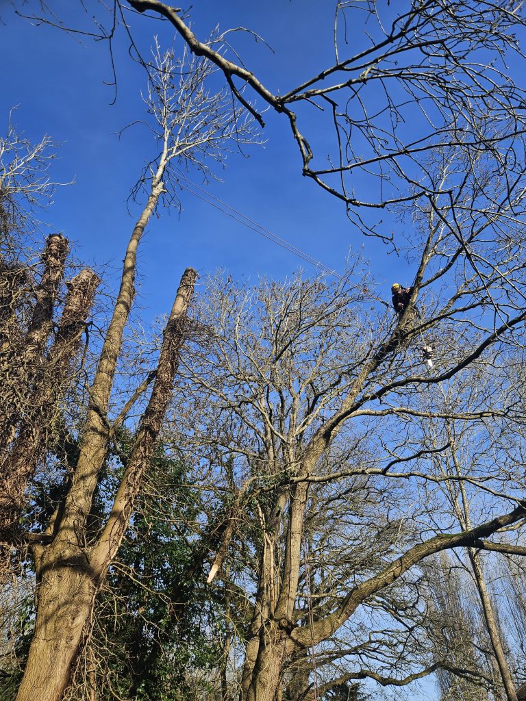 tree surgeon in cobham