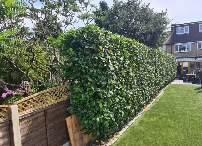 Hedge Cutting by Treemedic