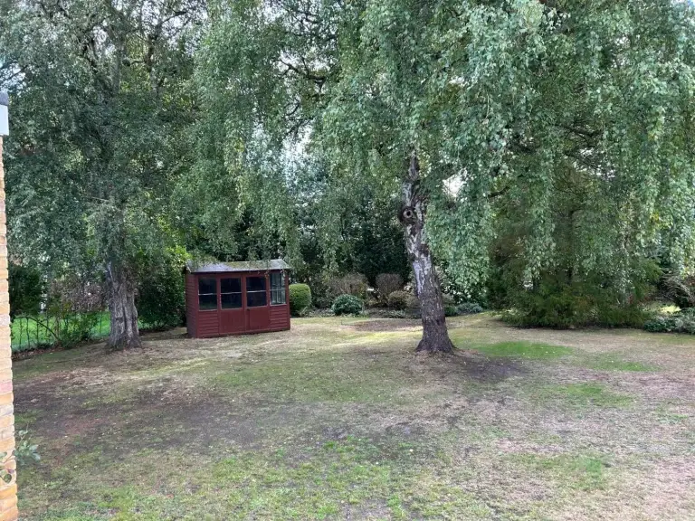 Before: tree removed, garden opened up