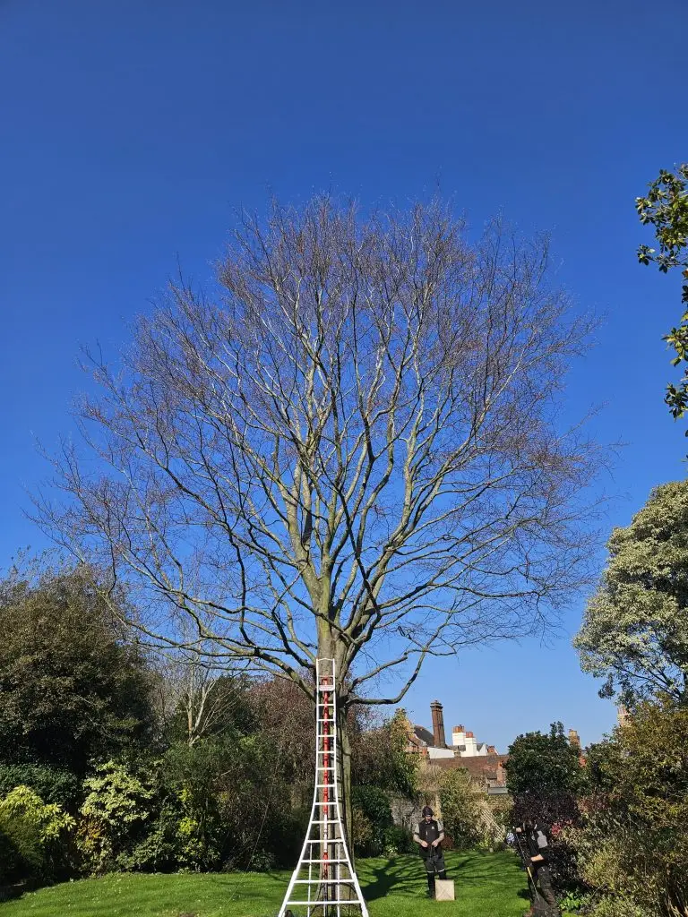 Tree Surgeon in Teddington – Treemedic Ltd