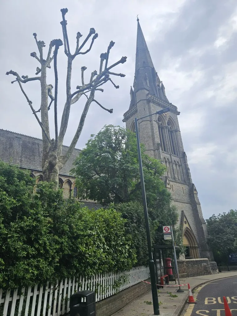 tree surgeon in richmond