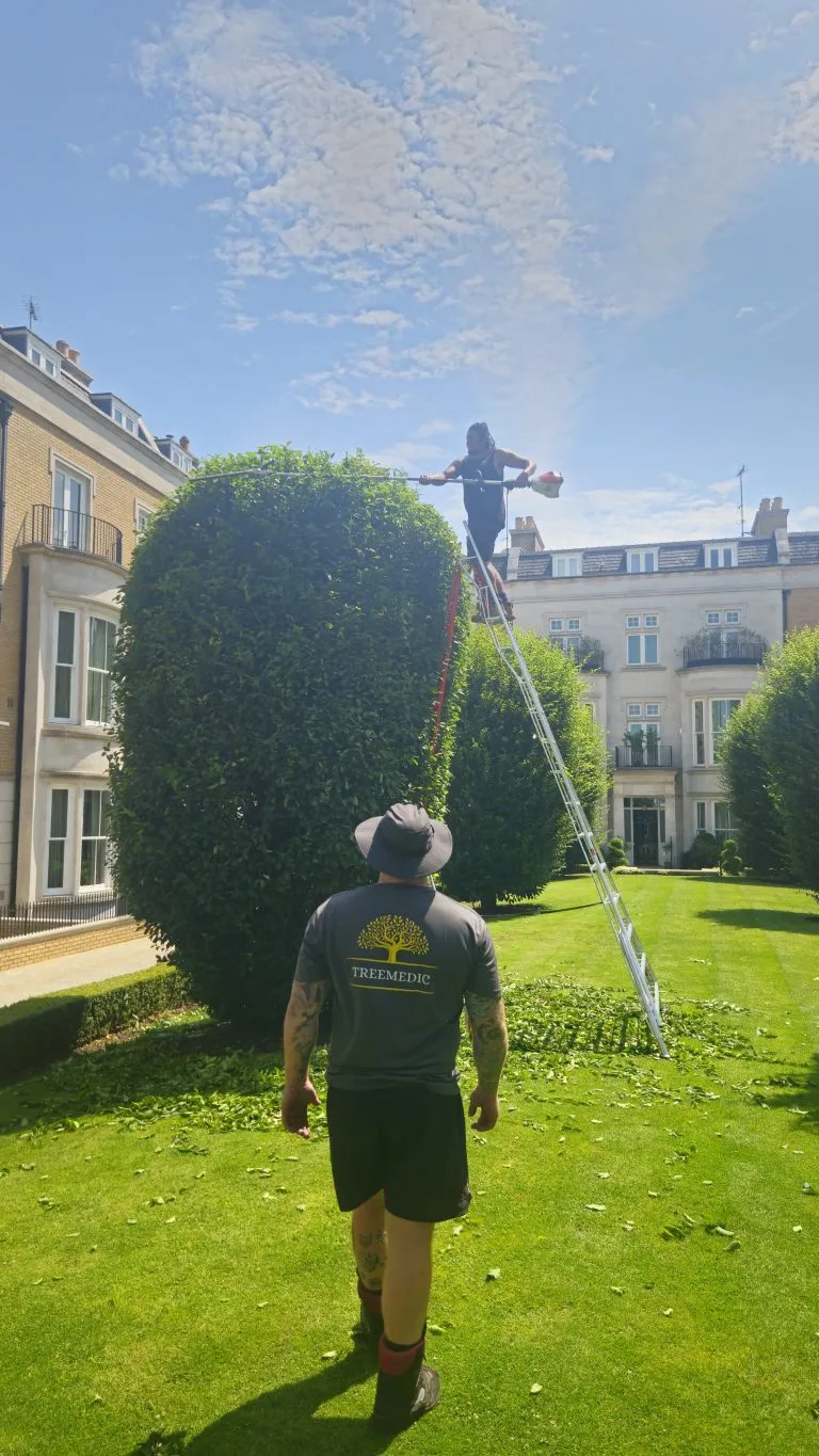 Best Tree Surgeon in Surrey