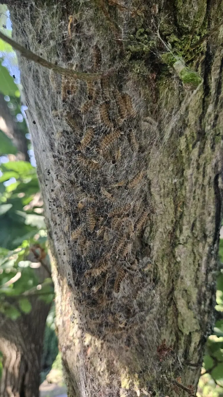 Oak processionary moth