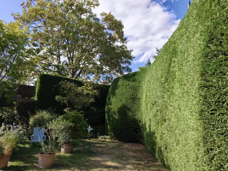 After: conifer hedge cut back and reshaped by Treemedic