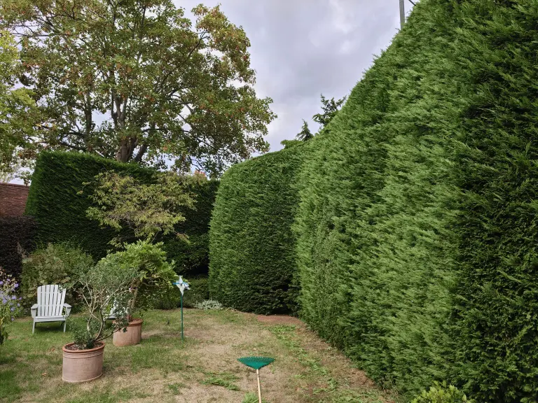 Before: overgrown conifer hedge in a back garden