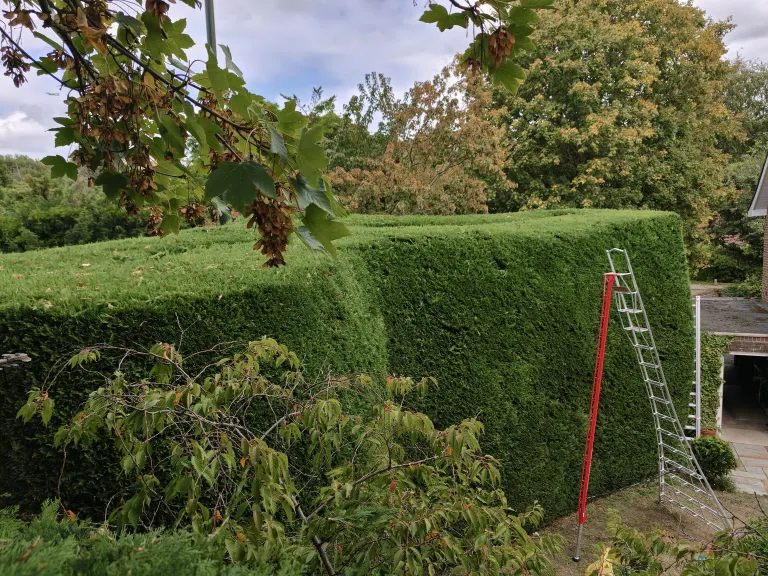 Tall conifer hedge cut flat and square by Treemedic, with a tripod ladder beside it