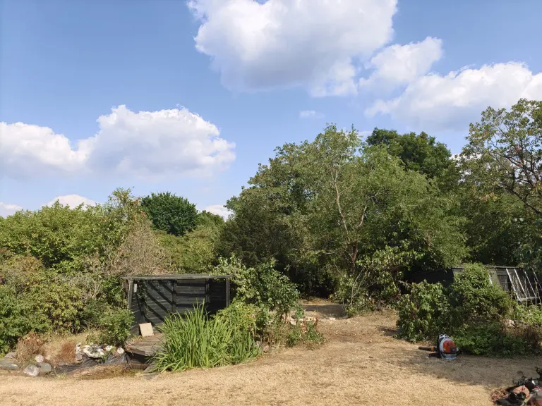 After: conifer removed by Treemedic, opening up the garden