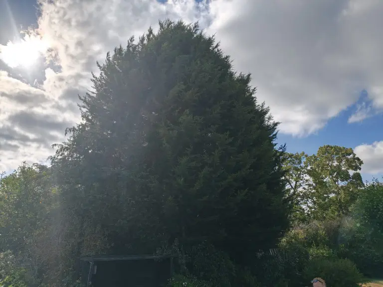 Before: large conifer tree dominating a back garden