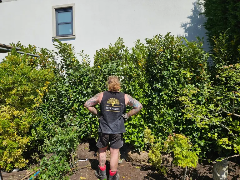 Newly planted laurel hedge along a boundary fence, planted by Treemedic