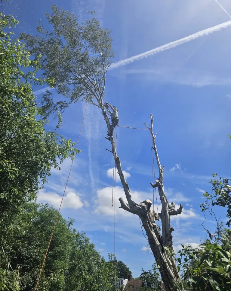 Treemedic climber dismantling a dead tree with rigging ropes