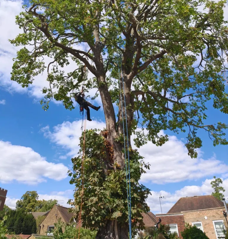 Treemedic tree surgeons in Surrey working high in a large tree canopy