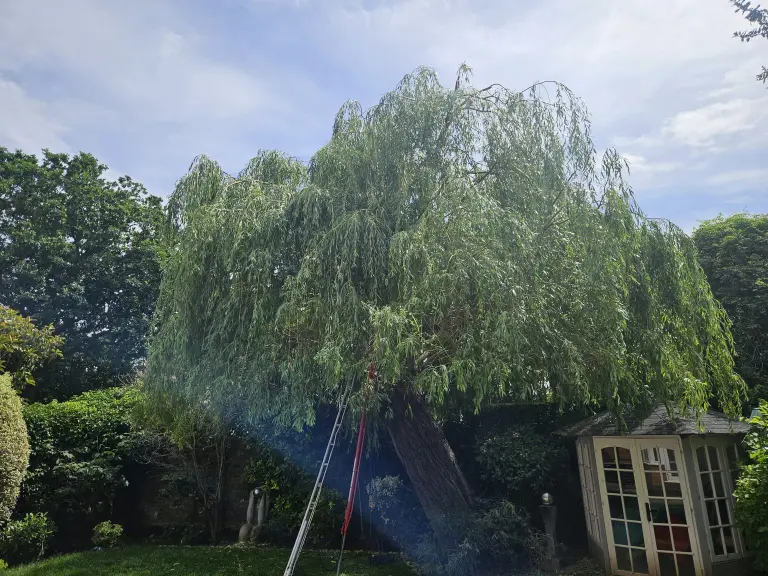 After: weeping willow crown reduced and reshaped by Treemedic
