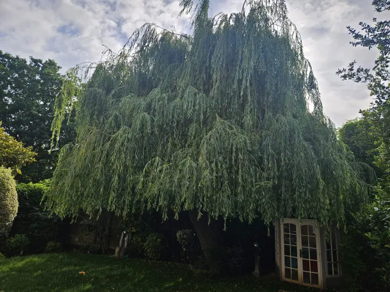 Before: overgrown weeping willow beside a summerhouse