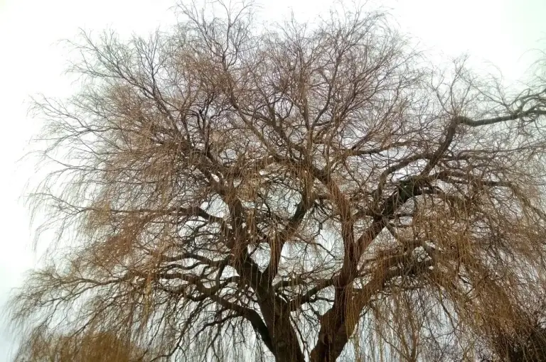 Before: crown reduced and reshaped