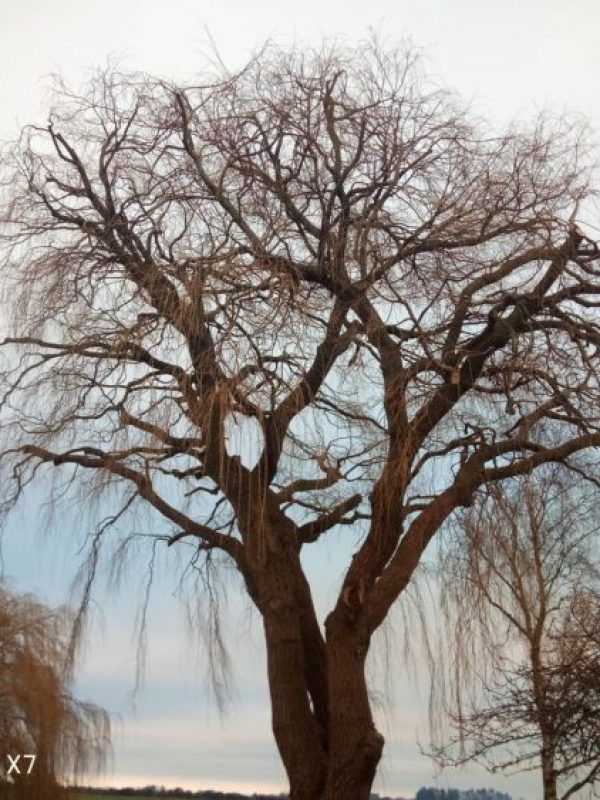 tree pruning after