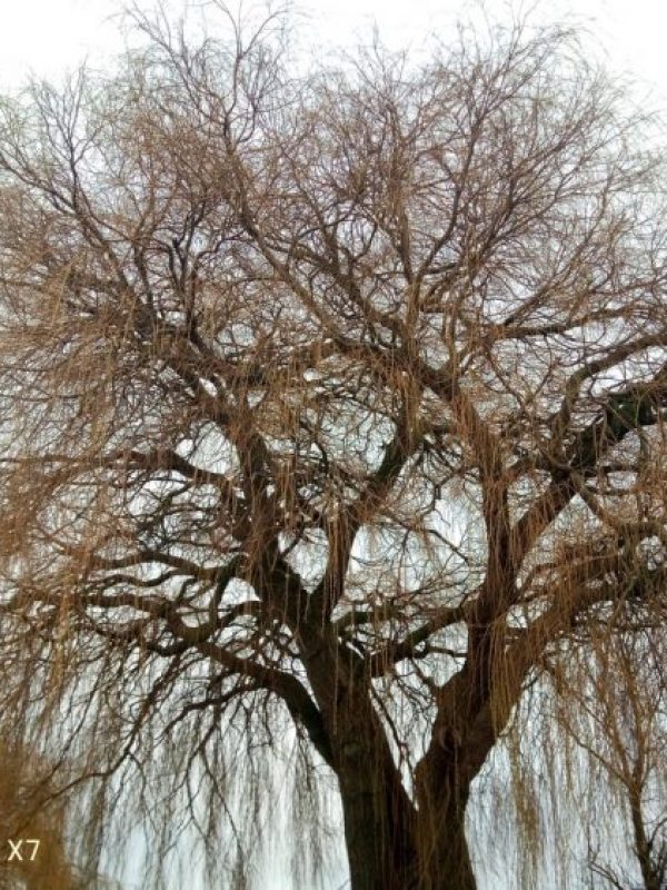 tree before