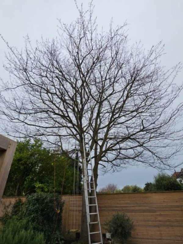 Pruning Service before