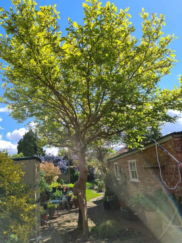 tree-4